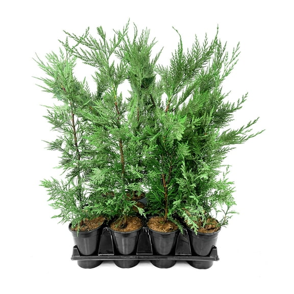 Murray Cypress | 5 Live Quart Size Trees | Cupressocyparis leylandii ‘Murray’ | Fast Growing Evergreen | Privacy Screen Landscape Plants