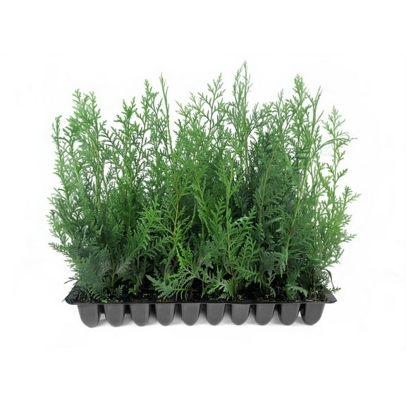 Murray Cypress | 50 Live Plants | Cupressocyparis leylandii 'Murray' | Fast Growing Privacy Trees | Evergreen Plants for Windbreaks