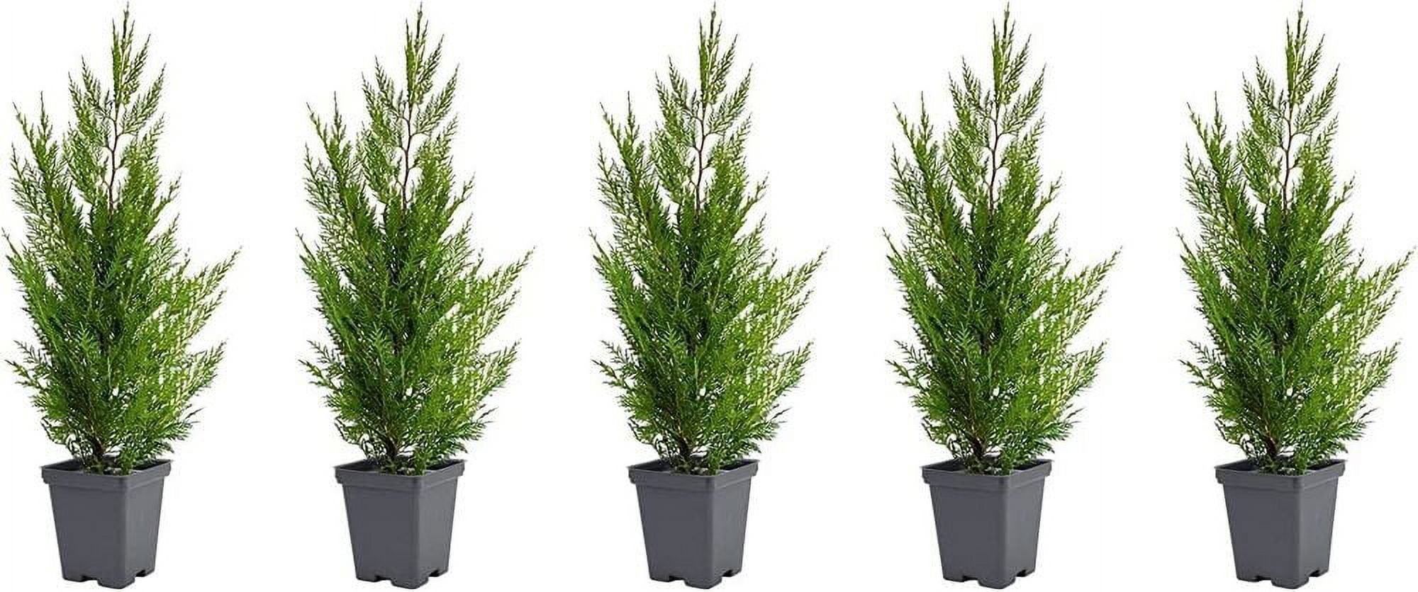 Murray Cypress Tree - Live Quart Size Trees - Cupressus X Leylandii ...