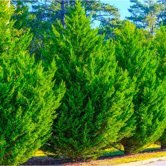 Murray Cypress Tree Live for Planting, Evergreen Tree 6 to 12 Inch Tall in 2.5 Inch Pot - Dormant in Winter