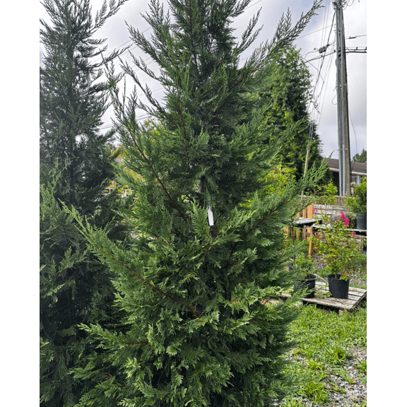 Murray Cypress Tree Upright Evergreen Cypress Plant 6-12 Inch Tall 2.5 Inch Pot