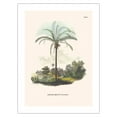 thumbnail image 1 of Murumuru Palm Tree (Astrocaryum Murumuru) - Pará Brazil - Vintage Botanical Illustration by Carl Friedrich Philipp von Martius c.1820s - Fine Art Matte Paper Print (Unframed) 24x32in, 1 of 4