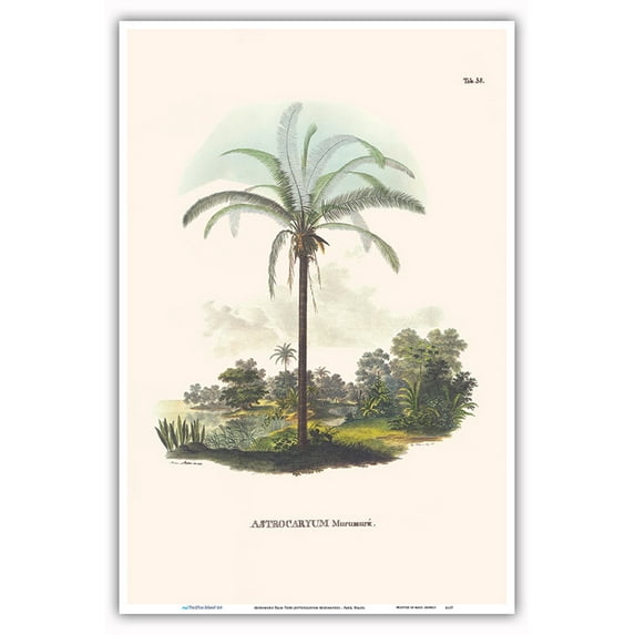 Murumuru Palm Tree (Astrocaryum Murumuru) - Pará Brazil - Vintage Botanical Illustration by Carl Friedrich Philipp von Martius c.1820s - Master Art Print (Unframed) 12in x 18in