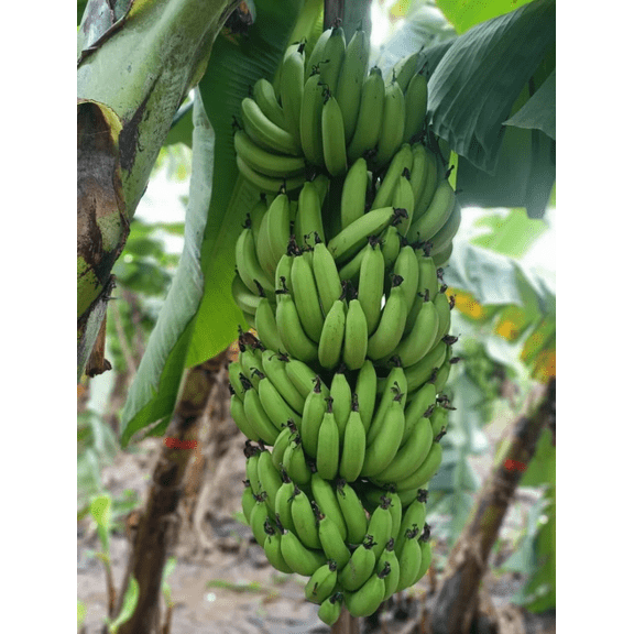 Musa Acuminata Dwarf Cavendish Banana Tree Bananas Fruit Plant 4-6"Tall