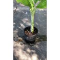 Musa Manzano, Cold Hardy Banana Tree, Live Plant, Fruit Tree