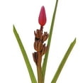 thumbnail image 1 of Musa Mouve - Farm Direct Fresh Cut Flowers - 4 Stems, 1 of 4