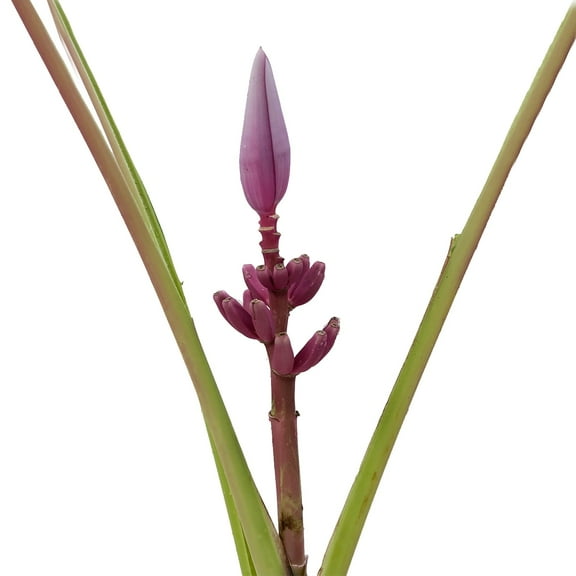 Musa Royal - Farm Direct Fresh Cut Flowers - 4 Stems
