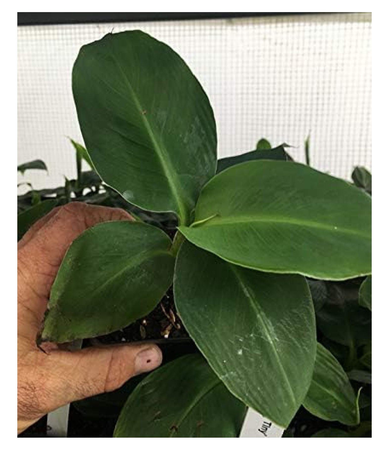 Musa 