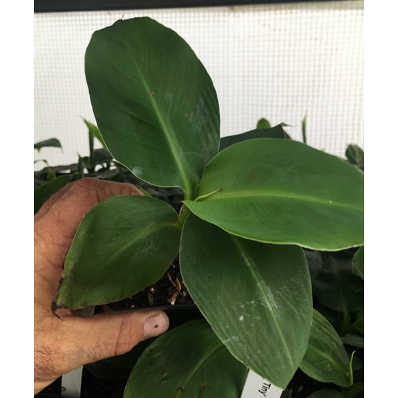 Musa 'Truly Tiny' Super Dwarf Banana Plant - Extremely Dwarfed - Live Plant
