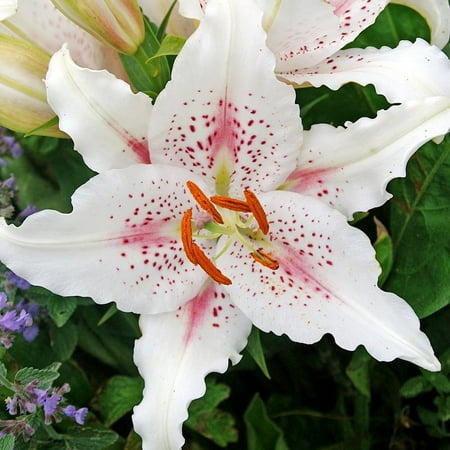 Muscadet Oriental Lilies Flower Bulbs - 3 Lily Bulbs per Pack - Pleasantly Scented - Attracts Butterflies and Hummingbirds - Good as Cut Flowers - Grows Well In Containers - Perennializing Garden