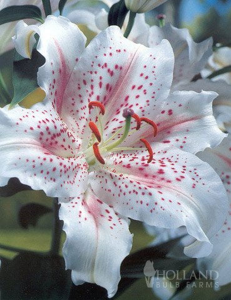 Muscadet Oriental Lily 3 Bulbs Per Package
