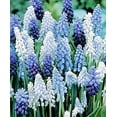 thumbnail image 1 of Muscari Delft Blue Moon 30 Bulbs, 1 of 1