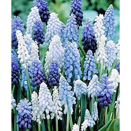 Muscari Delft Blue Moon 30 Bulbs