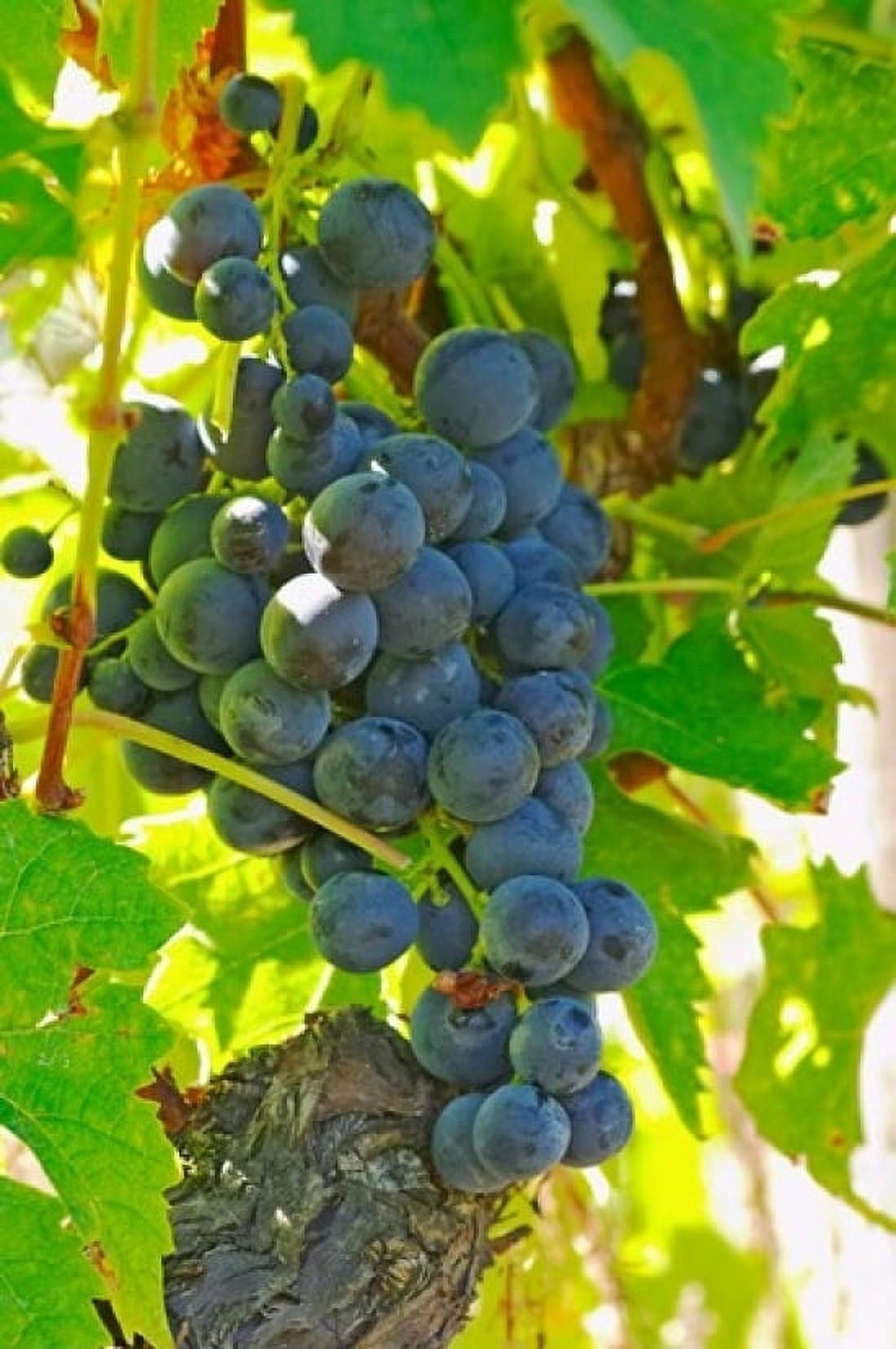 Muscat Noir Chateau La Grave Figeac France Canvas Art - Per Karlsson DanitaDelimont (24 x 36)