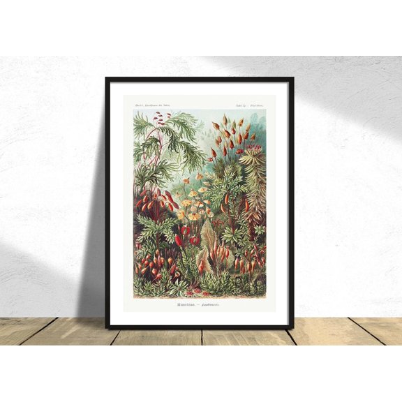 Muscinae Laubmoose Ernst Haeckel Botanic Vintage Flower Reproduction Retro Natural Unframed Paper Print