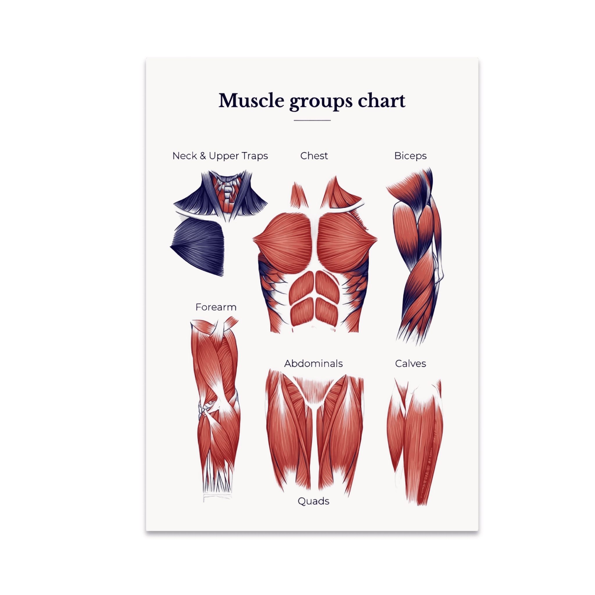 Muscle Anatomy Overview Poster - Fitness Enthusiast - 13x19 Poster ...