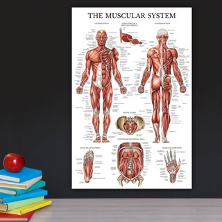 Muscles Back Posterior Human Anatomy Vintage Medical Chart Muscles