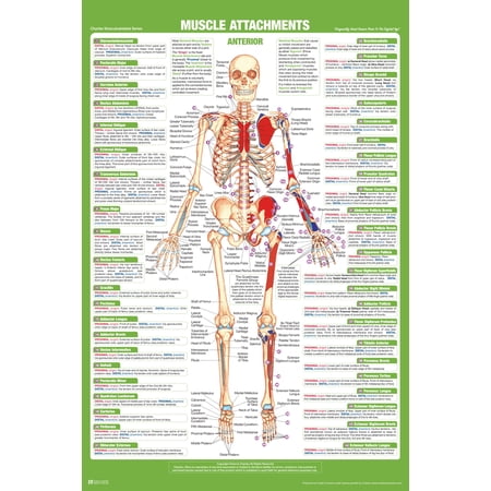 Muscle Attachment Anatomy Chart Human Body Anterior Skeleton Nursing Student Essentials Muscular Joint Medical Classroom Science Class Biology Educational Cool Wall Art Print Poster 12x18