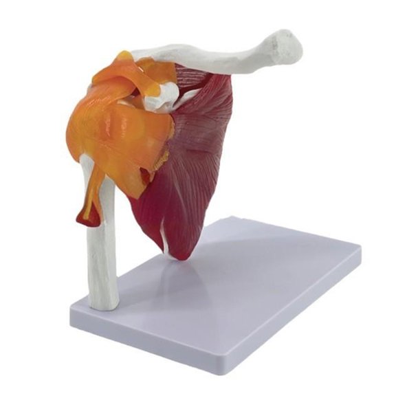 Muscle Shoulder Joint Model Anatomical Model Show Muscle Shoulder Musculature From Rotators Cuff to Subscapular Muscle