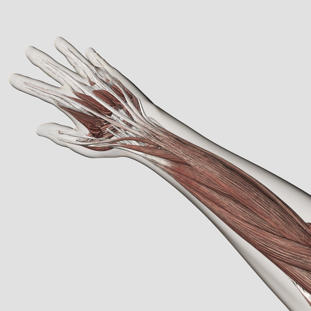 Muscle anatomy of human arm and hand Canvas Art - Stocktrek Images (29 x 29)