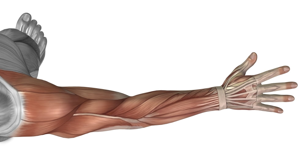 Muscle anatomy of the human arm posterior view Canvas Art - Stocktrek Images (20 x 11)