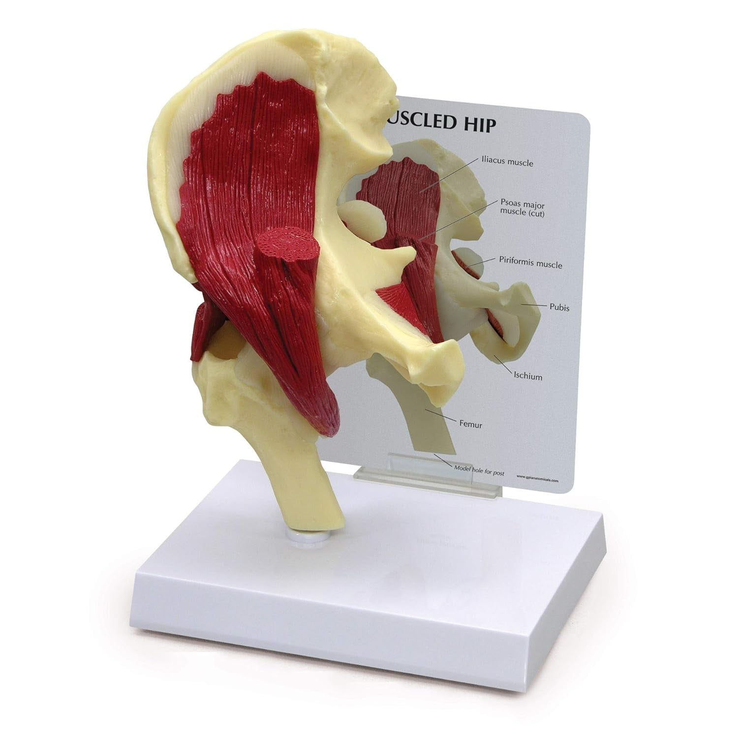 Muscled Hip Model, of Right Hip Joint with Muscles for Human Anatomy