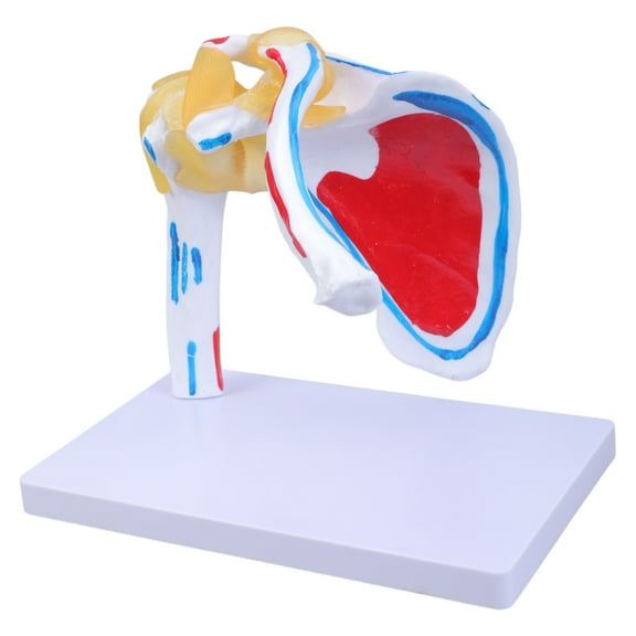 Muscled Shoulder Joint Anatomy Model Anatomical Shoulder Joint Muscle Nerves Model for Professional Teaching Training