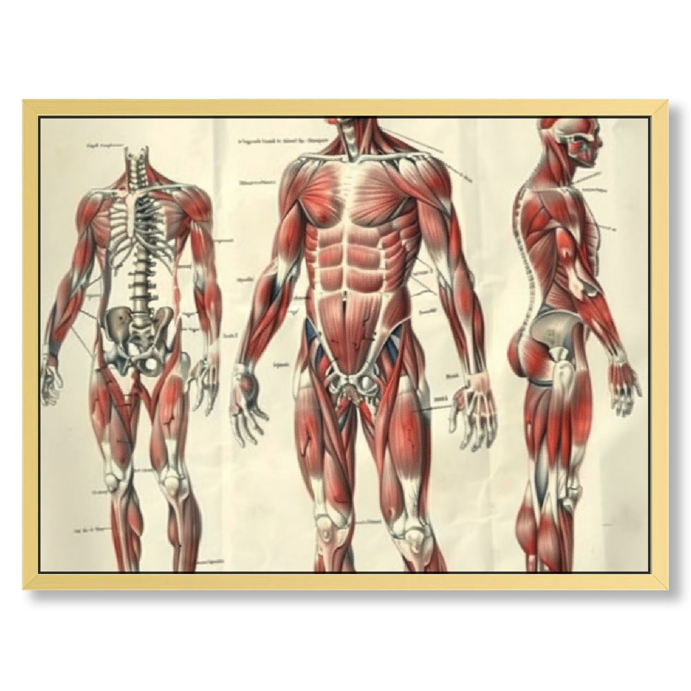 Muscle Graph Diagram Of The Muscular System Diagram Of The Muscular Facial Muscle