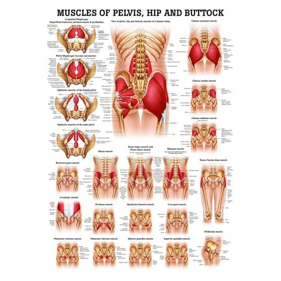 Muscles of Buttock, Hip and Pelvis Laminated Anatomy Chart