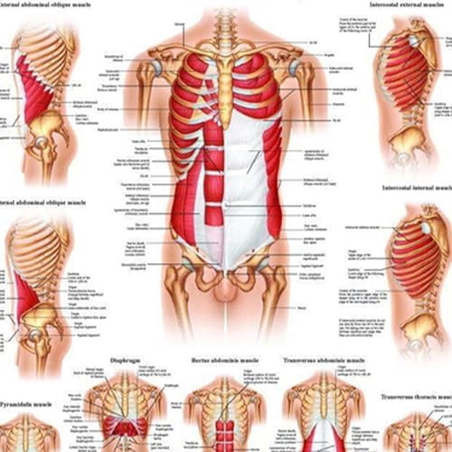 Muscles of the Abdomen and Ribs Laminated Anatomy Chart - Walmart.com