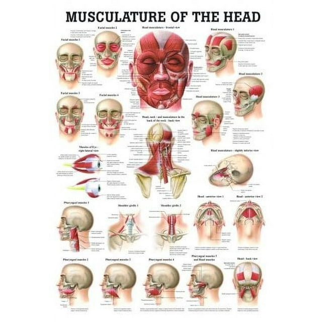 Muscles of the Head Laminated Anatomy Chart - Walmart.com