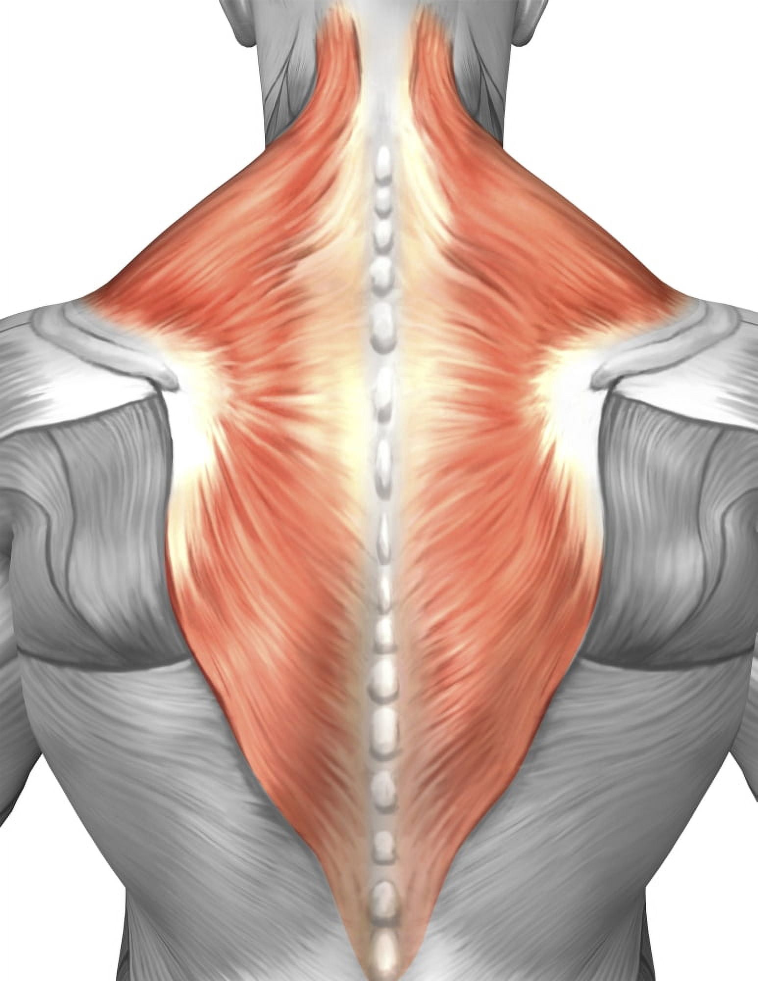 Muscles of the back and neck Canvas Art - Stocktrek Images (25 x 33)
