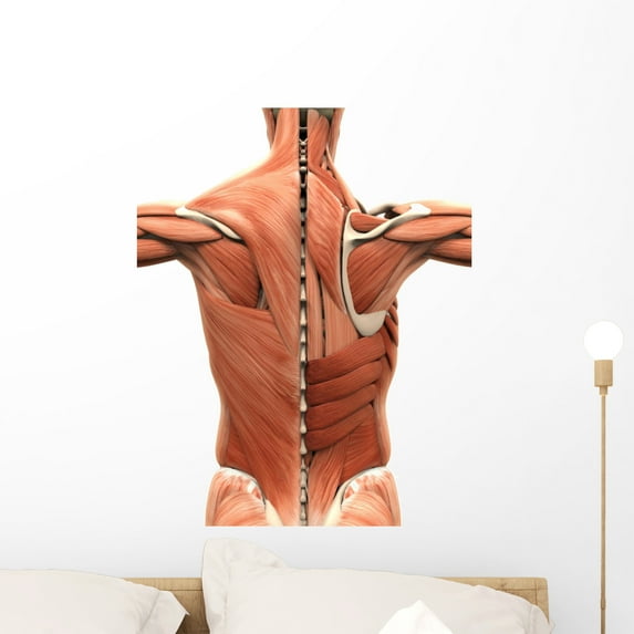 Muscular Anatomy Back Wall Mural by Wallmonkeys Peel and Stick Graphic (24 in H x 19 in W) WM189498