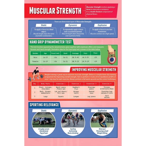 Muscular Strength PE Posters  Physical Education Charts for the Classroom Education Charts
