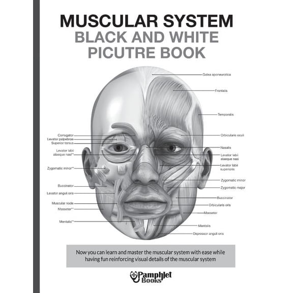 Muscular System Black and White Picture Book: Guide For The Muscular System (Paperback)