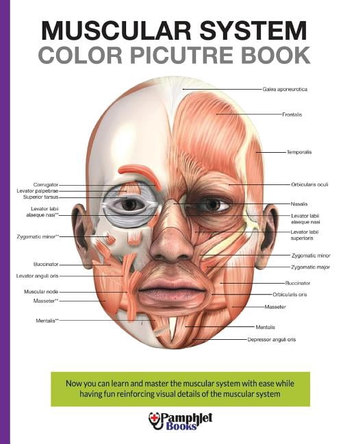 Muscular System Labels