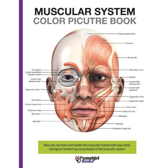 Muscular System Color Picture Book: Beautiful illustrations with concisely and clearly readable labels (Paperback)
