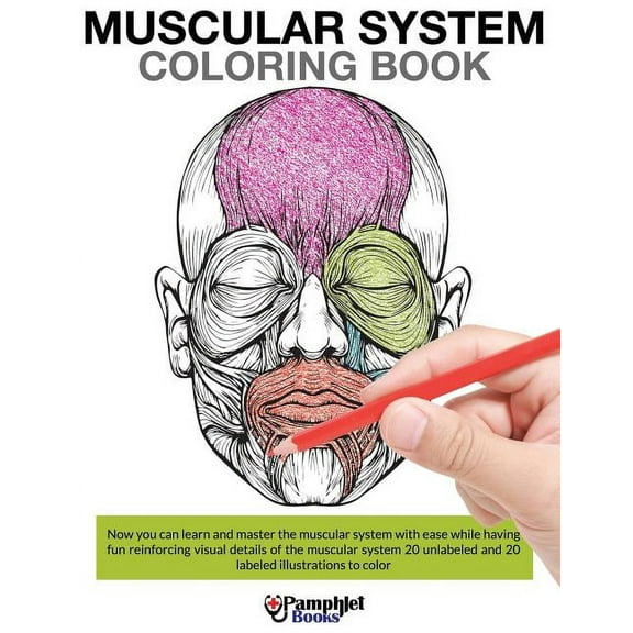 Muscular System Coloring Book, (Paperback)
