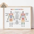 thumbnail image 1 of Muscular System Educational Poster Classroom Decor, Medical Printable, Human Muscle System, Unframed Paper Poster 8x10in, 1 of 4