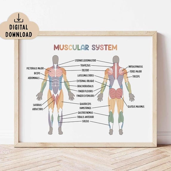 Muscular System Educational Poster Classroom Decor, Medical Printable, Human Muscle System, Unframed Paper Poster 8x10in