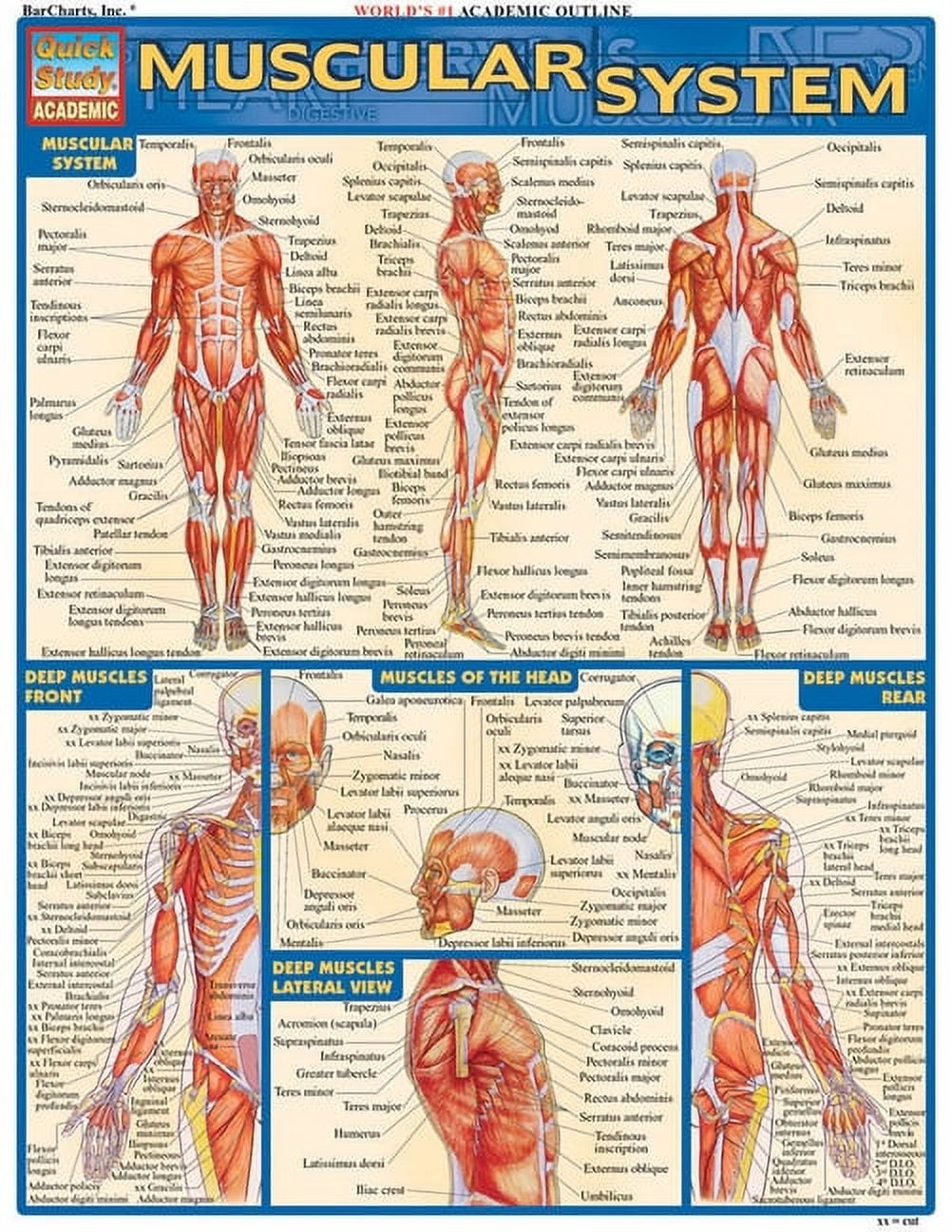 VINCENT PEREZ Muscular System (Other)
