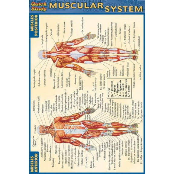 Muscular System (Other)