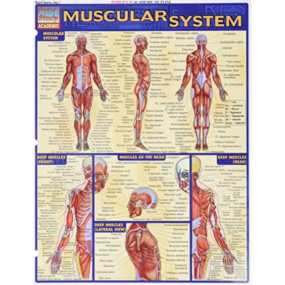 Pre-Owned Muscular System (Unknown) 1572224975 9781572224971