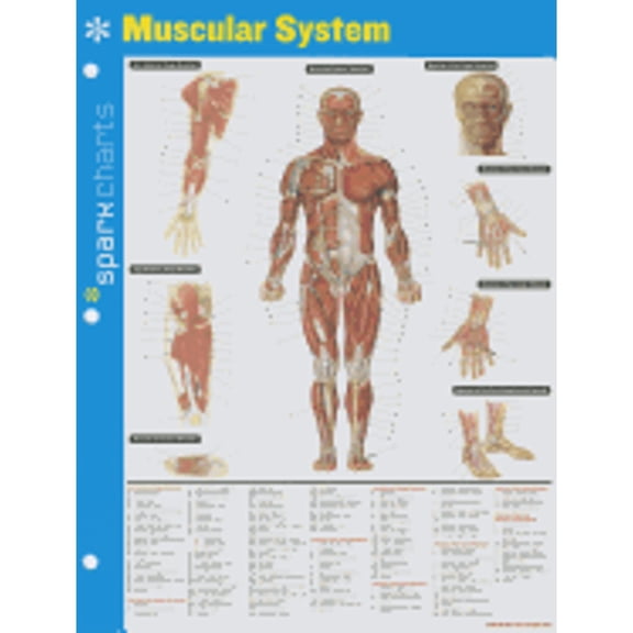 Pre-Owned Sparkcharts Muscular System Hardcover