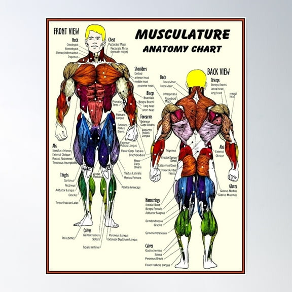 Musculature : Body Building Anatomy Chart Print Poster Wall Art, Modern Wall Decor For Living Room Bedroom, 8x12 UNFRAMED