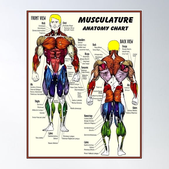Musculature Body Building Anatomy Chart Wall Art , Poster Print Only
