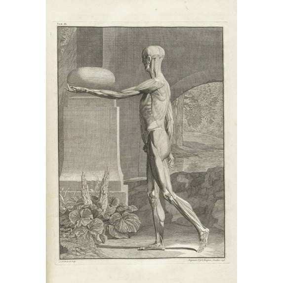Musculature Plate From 18Th Century Anatomy Treatise By Bernhard Albinus History (18 x 24)