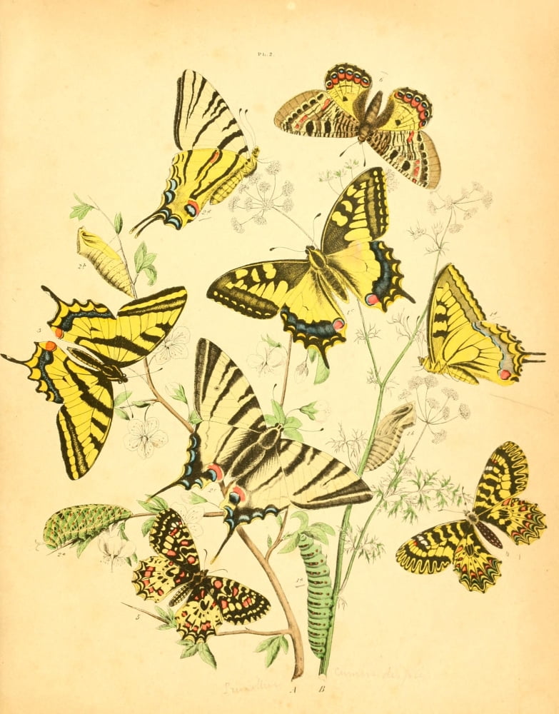 Muse Entomologique Illustr 1876 Various 1 Canvas Art - Unknown (24 x 36)
