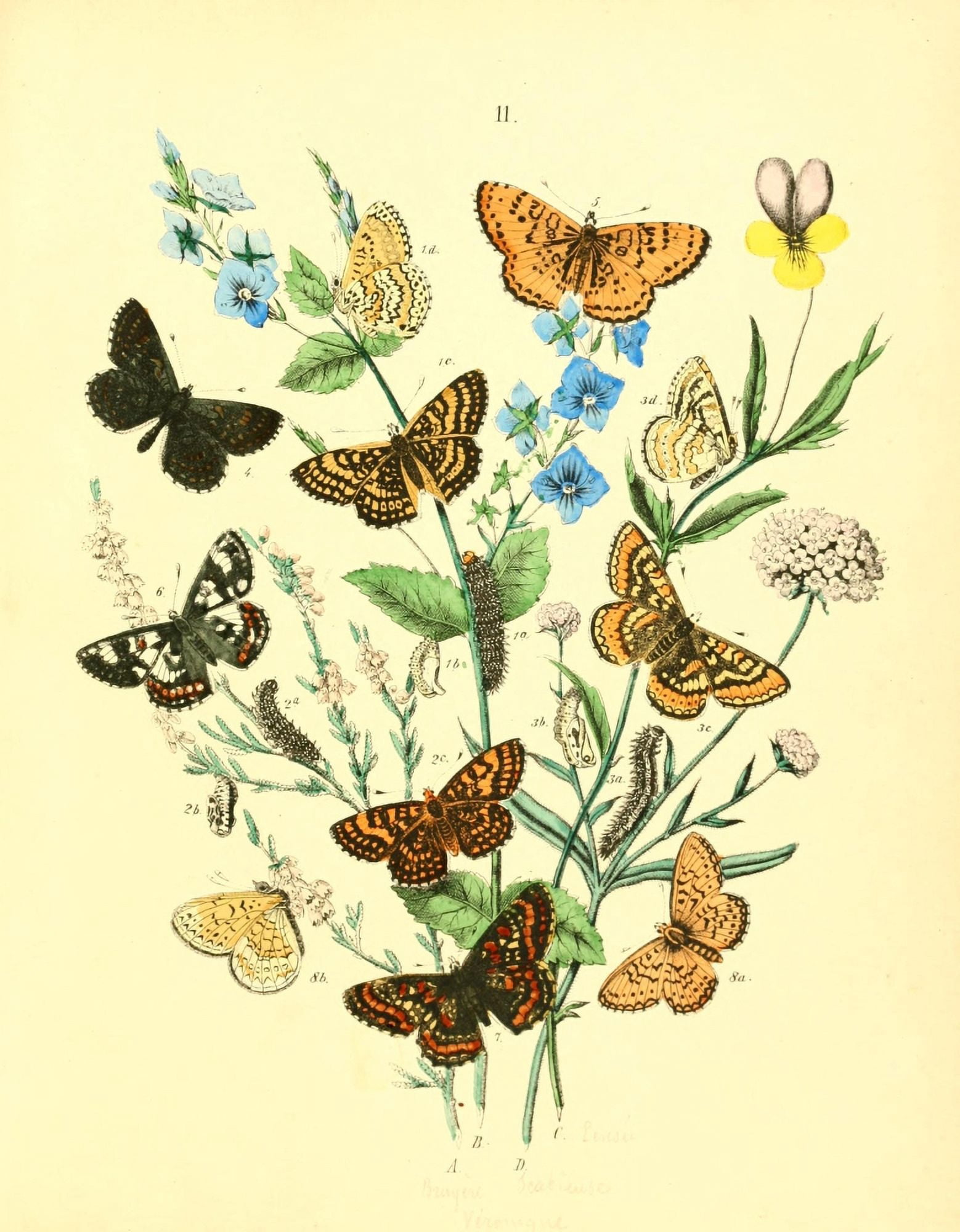 Muse Entomologique Illustr 1876 Various 10 Canvas Art - Unknown (24 x 36)