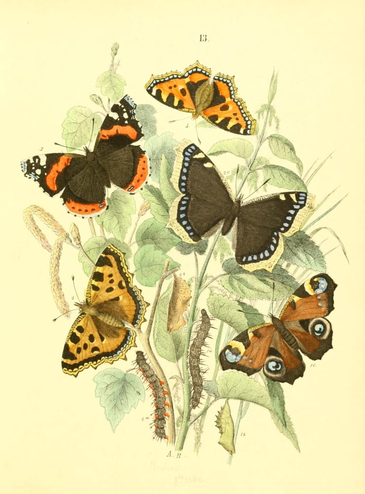 Muse Entomologique Illustr 1876 Various 12 Canvas Art - Unknown (18 x 24)